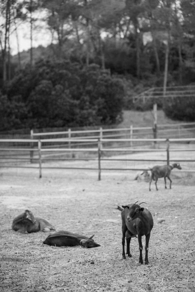 Wild Tales Juntos Farm Clarissa Sofia Studio bw 13