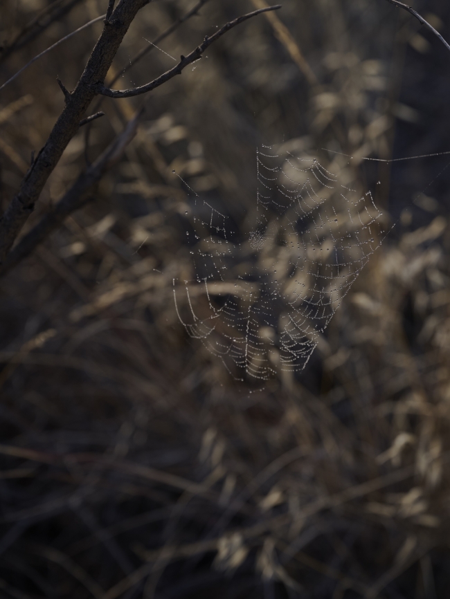 Wild Tales BBG Web Sized19