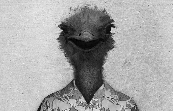 Birds_Large_Thumbnail