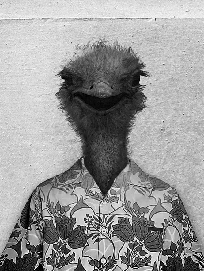 Birds_Small_Thumbnails